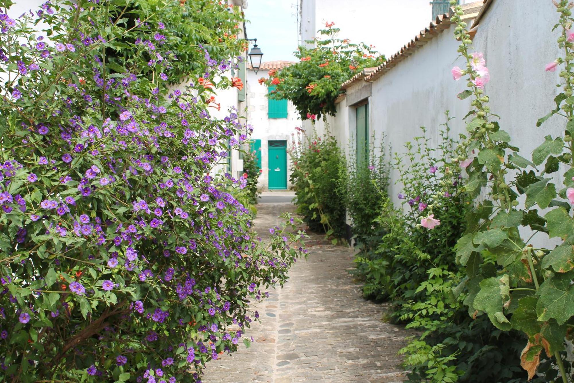 Le Clos Des Vieux Moulins La Flotte Ngoại thất bức ảnh